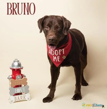Bruno thumbnail 2