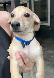 Blue Collar thumbnail 2