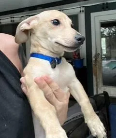 Blue Collar thumbnail 3