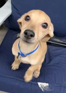 Blue Collar thumbnail 4