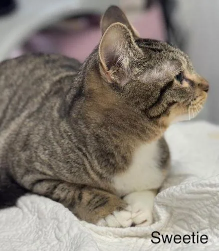 Sweetie  Center thumbnail 2