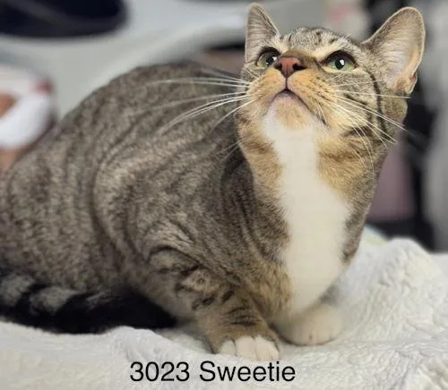 Sweetie  Center thumbnail 3