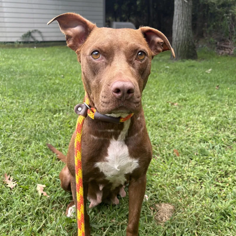 An adult medium-sized female Brown / Chocolate Hound dog named Ruby Rose for adoption in Eatontown, NJ