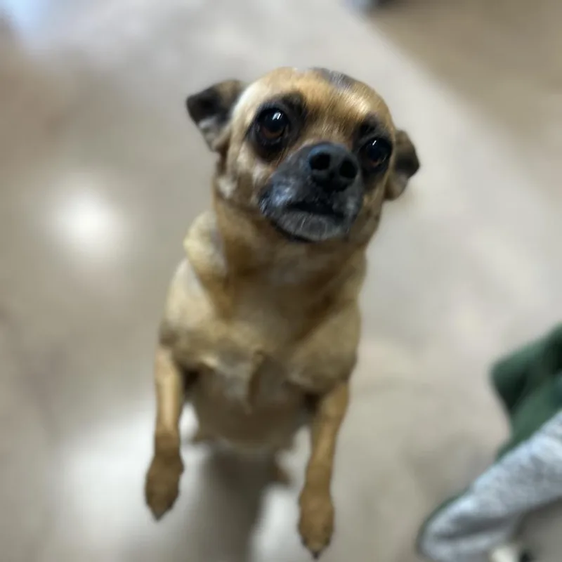 Churro thumbnail 2