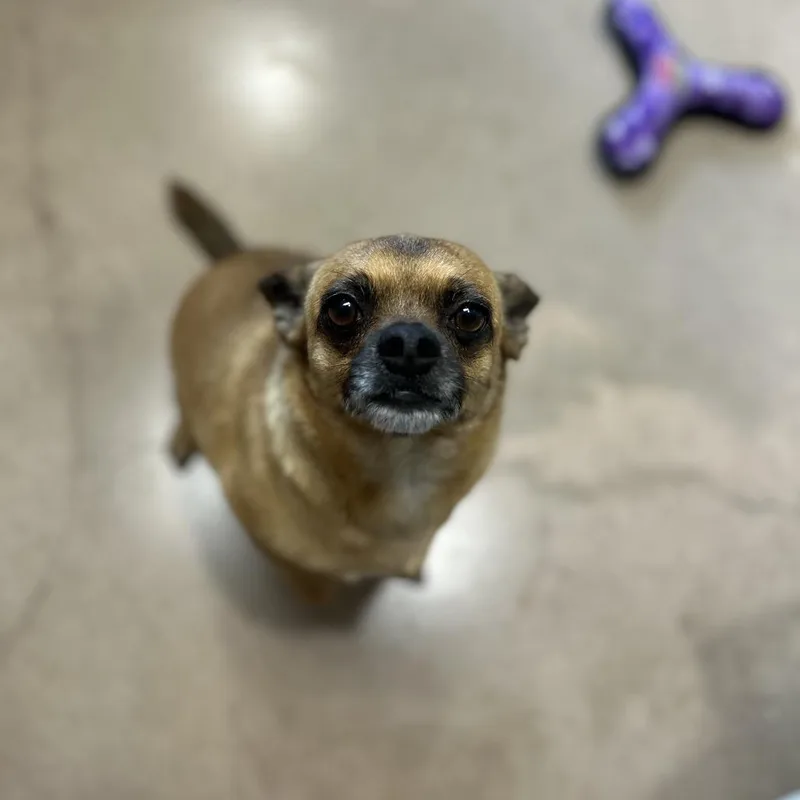 Churro thumbnail 3