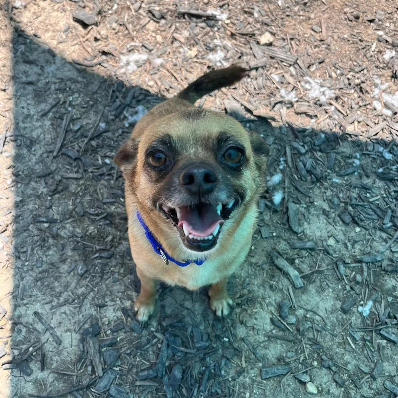Churro thumbnail 6