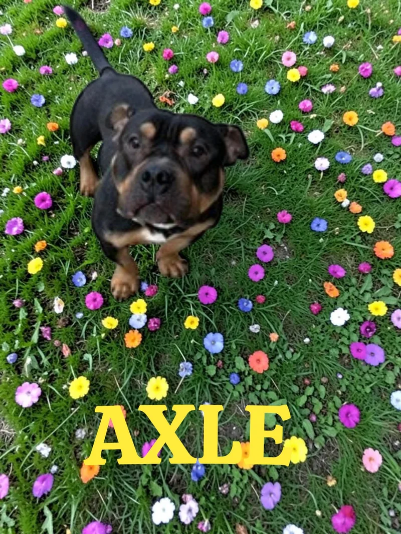 Axle thumbnail 2