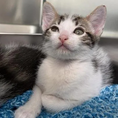 A baby small-sized male Domestic Short Hair cat named Eren for adoption in Los Angeles, CA