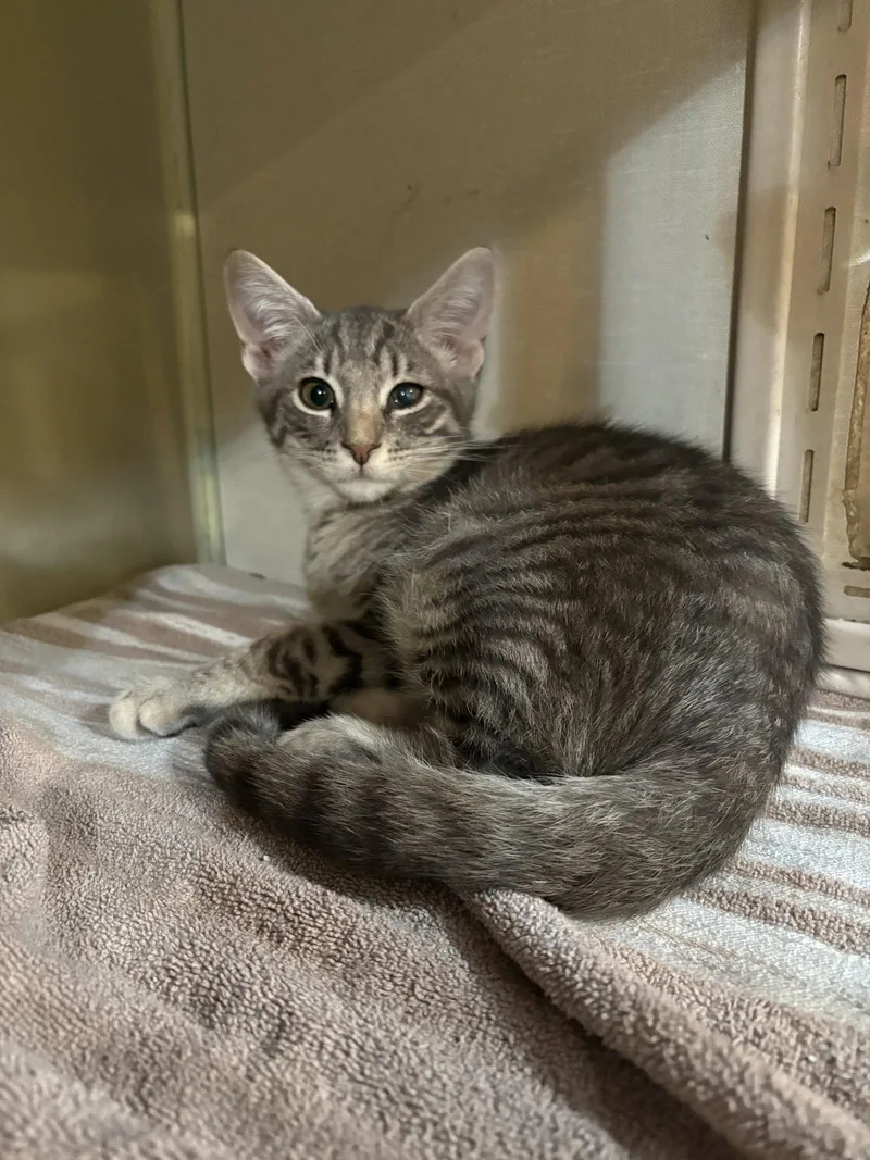 A young medium-sized male Domestic Short Hair cat named Claude for adoption in Yardley, PA