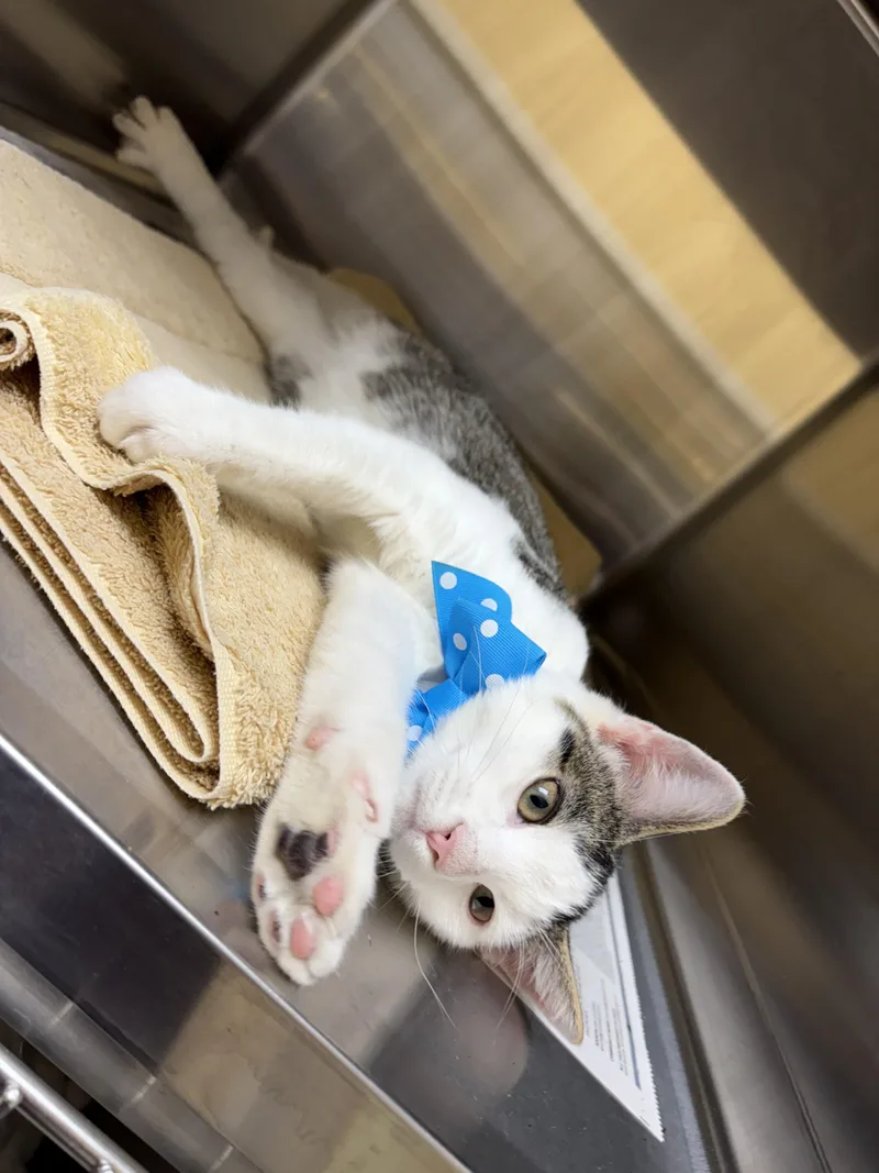 A baby medium-sized male Tabby (Brown / Chocolate) Domestic Short Hair cat named Sam for adoption in Greensboro, NC