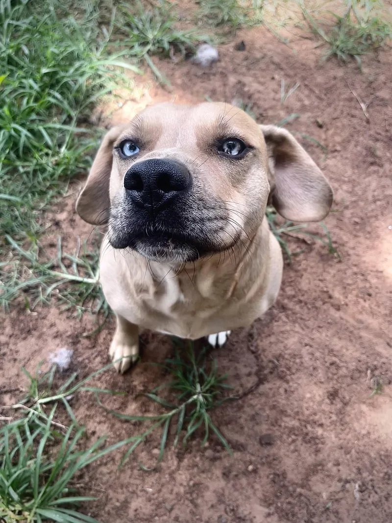 A young medium-sized male Mixed Breed dog named Dakota for adoption in Pottsboro, TX