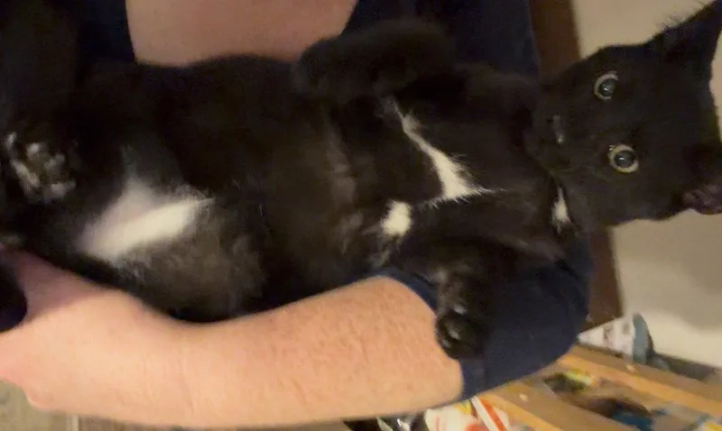 A baby medium-sized male Domestic Short Hair cat named Hedgehog for adoption in Harrisburg, PA