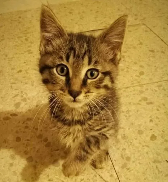 An adult small-sized male Domestic Short Hair cat named Fitz for adoption in Hagerstown, MD