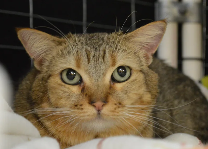 An adult large-sized female Torbie Domestic Short Hair cat named Aimee for adoption in House Springs, MO
