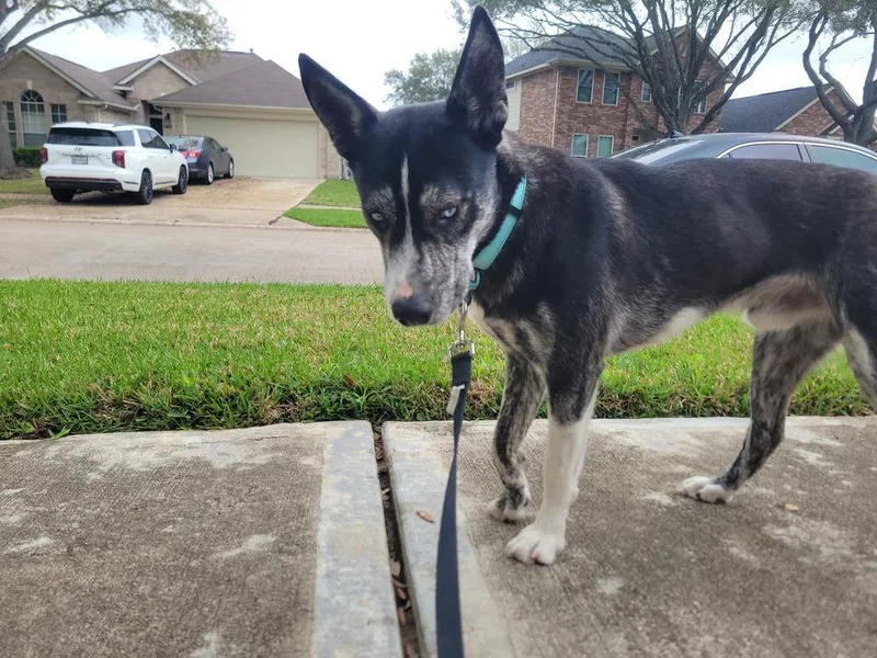 A young medium-sized male Husky dog named Kratos for adoption in Richmond, TX