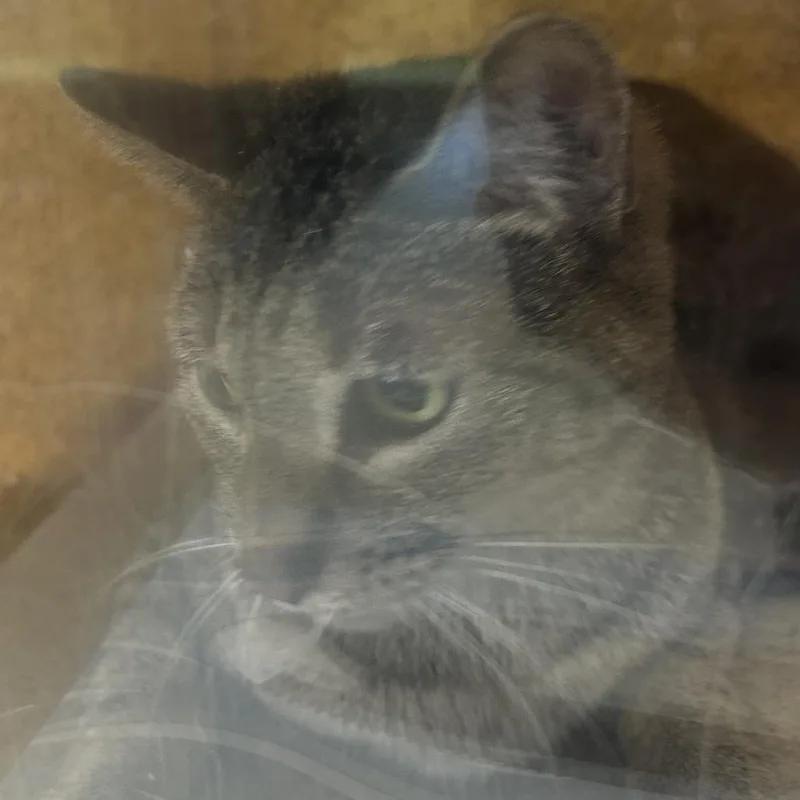 A senior medium-sized female Gray / Blue / Silver Domestic Short Hair cat named Little Momma for adoption in Philadelphia, PA