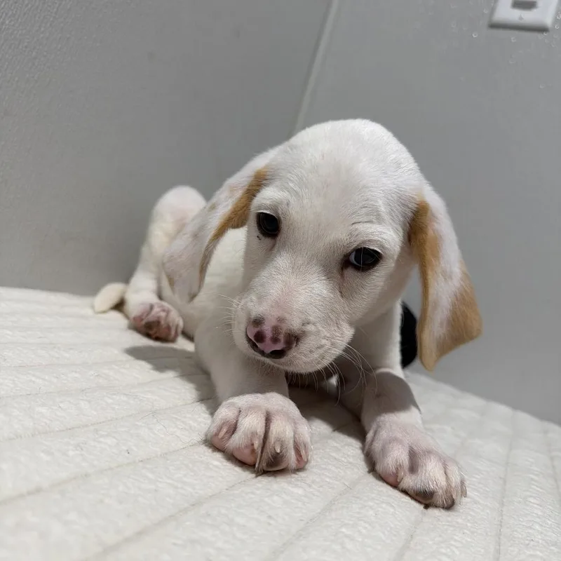 A baby medium-sized male White / Cream Labrador Retriever dog named Merlin for adoption in Tampa, FL