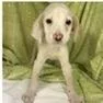 Merlin thumbnail 2