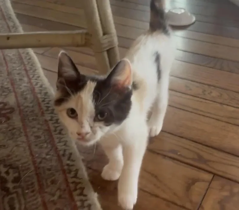 A baby small-sized female Domestic Short Hair cat named Daisy for adoption in Hurricane, UT