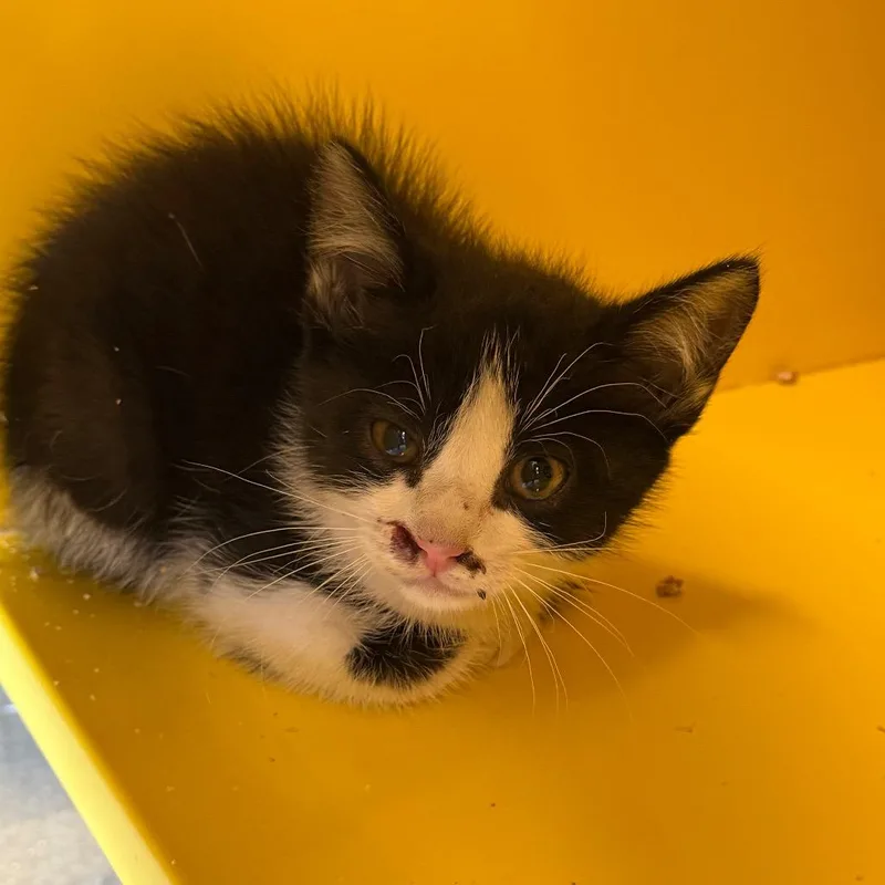 A baby small-sized female Black Domestic Short Hair cat named Stunt Double for adoption in Abilene, TX