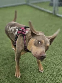 An adult medium-sized female Mixed Breed dog named Darcy for adoption in Savannah, GA