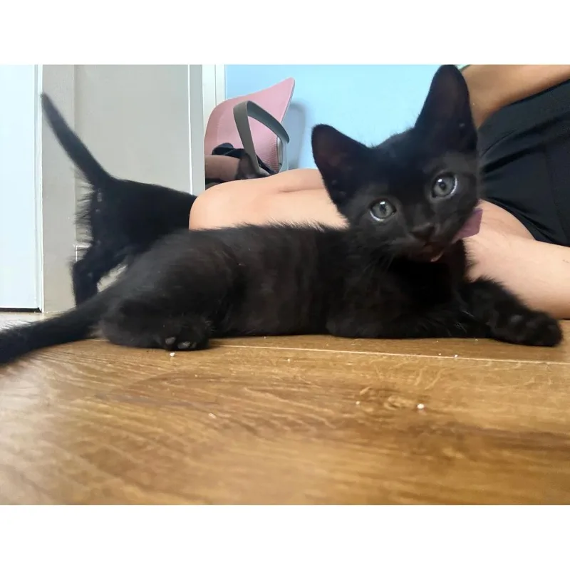 A baby small-sized male Black Domestic Short Hair cat named Cheesy Gordita Crunch for adoption in Austin, TX