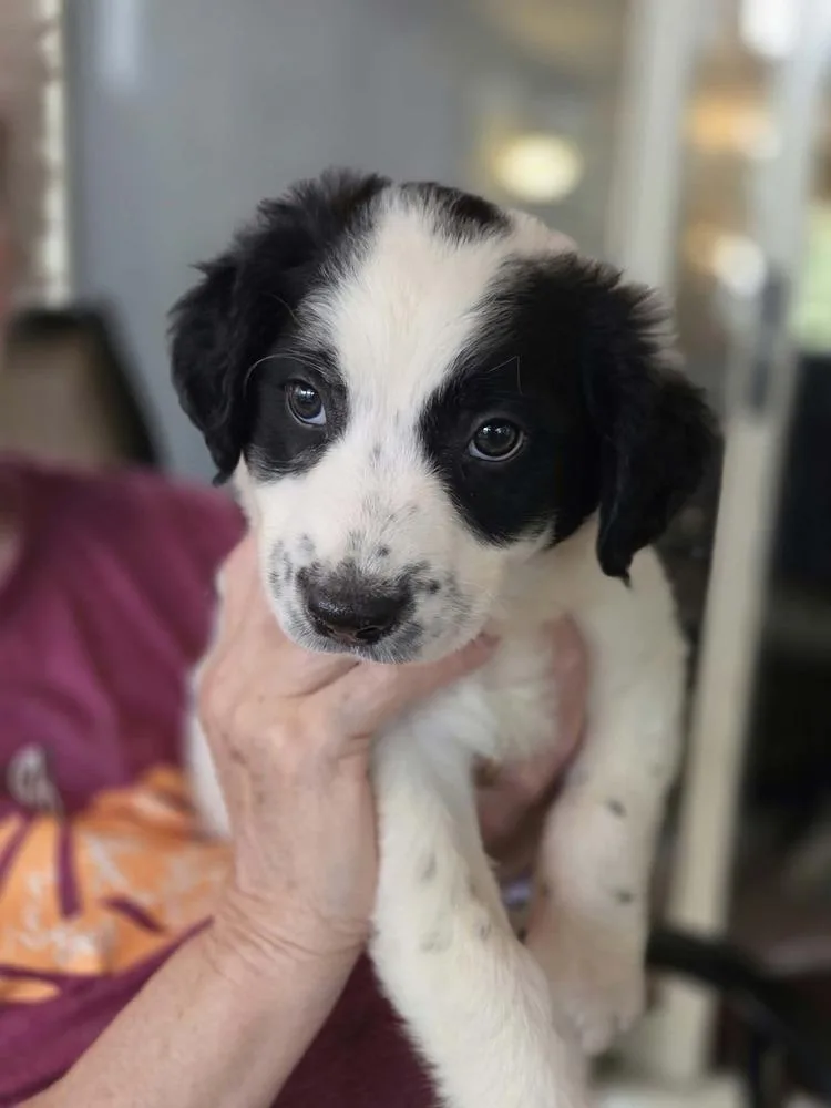 A baby large-sized male Border Collie dog named Candy Bars : Twix for adoption in Aurora, IN