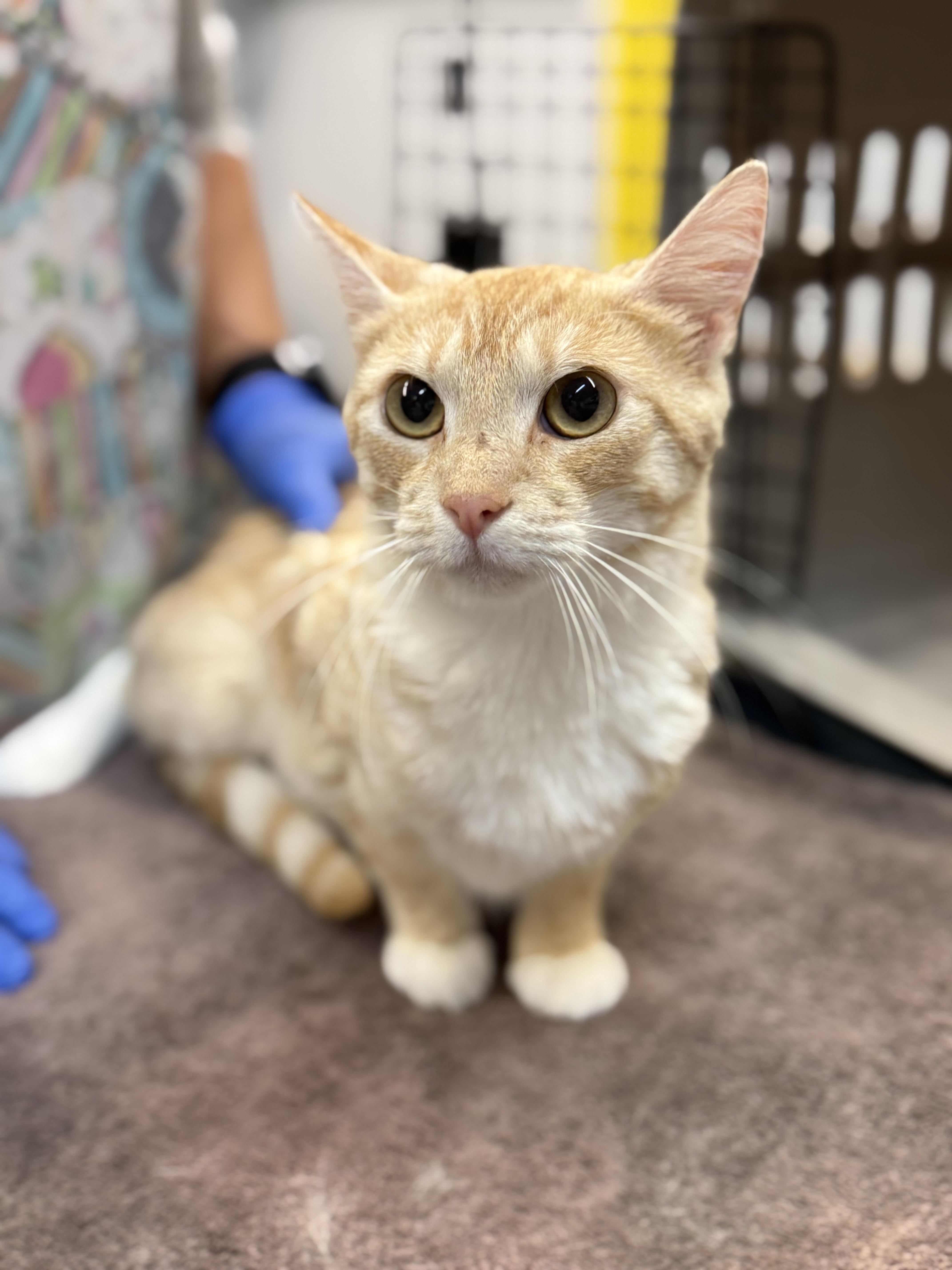 An adult medium-sized female Cream Point Domestic Short Hair cat named Butterscotch for adoption in Delhi, NY