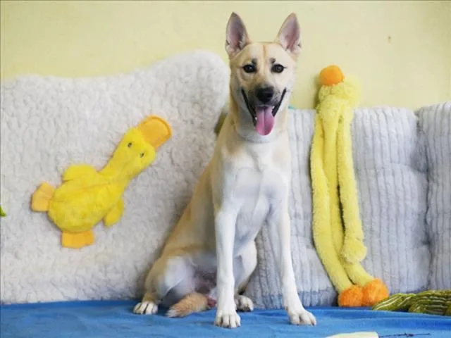 A young small-sized male German Shepherd Dog dog named Sully for adoption in Tavares, FL