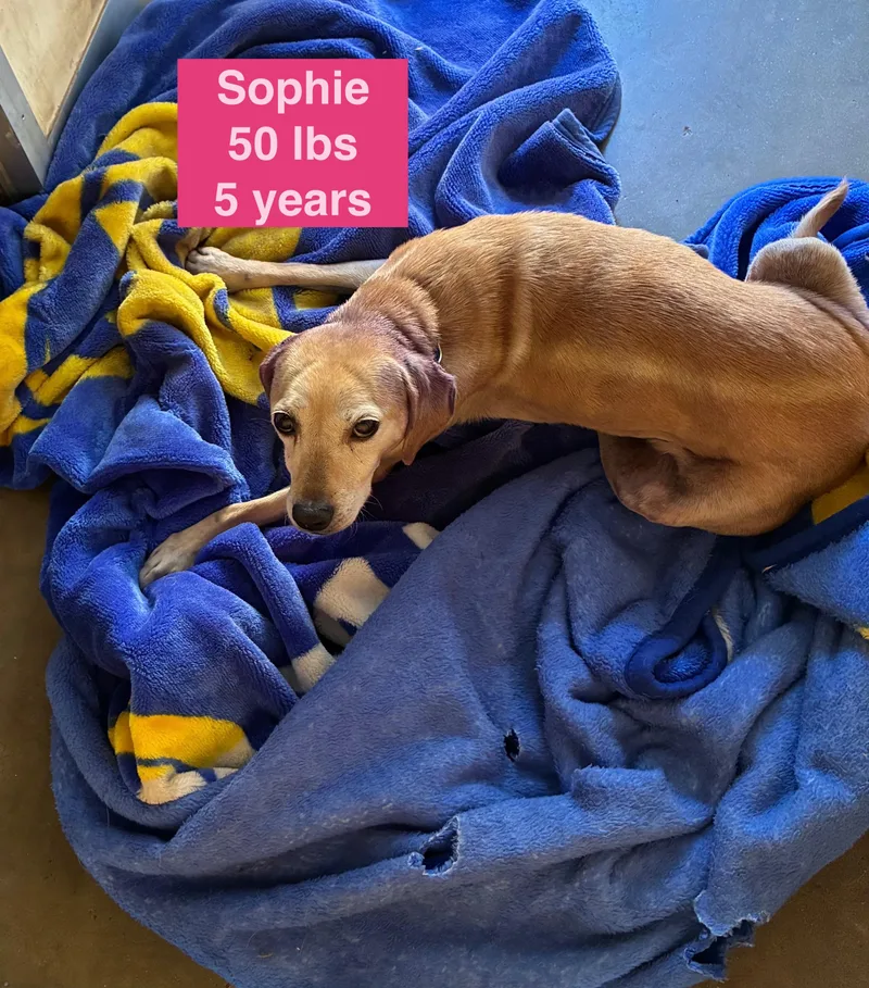 Sophie