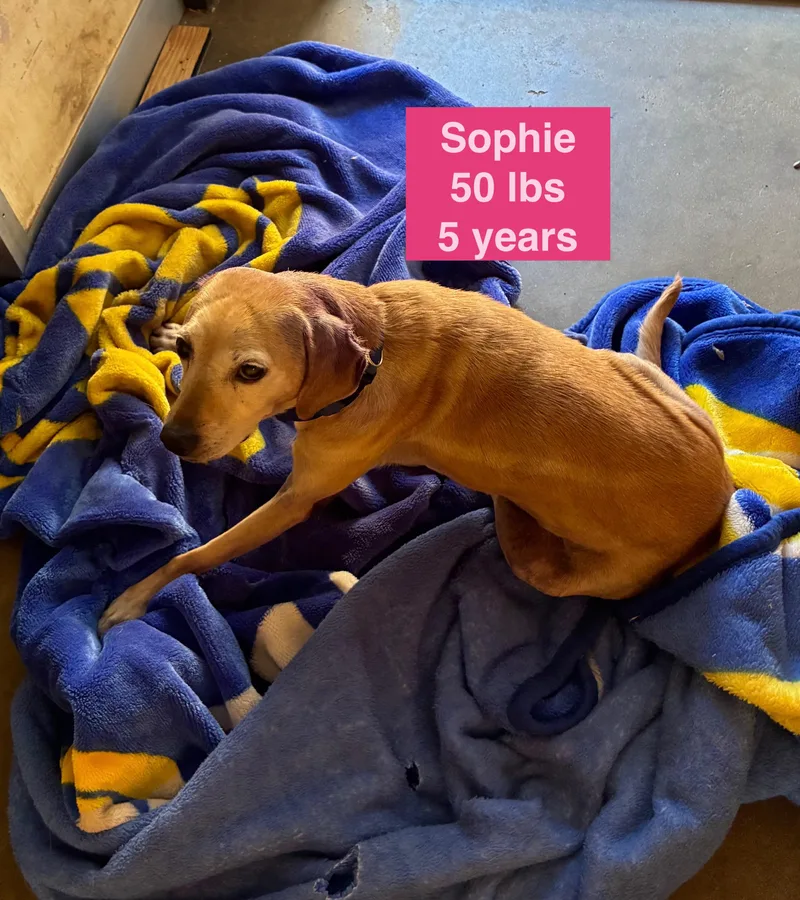 Sophie thumbnail 3