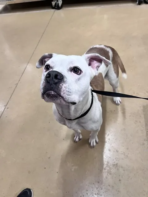 An adult medium-sized female Pit Bull Terrier dog named Harlem for adoption in Minneapolis, MN