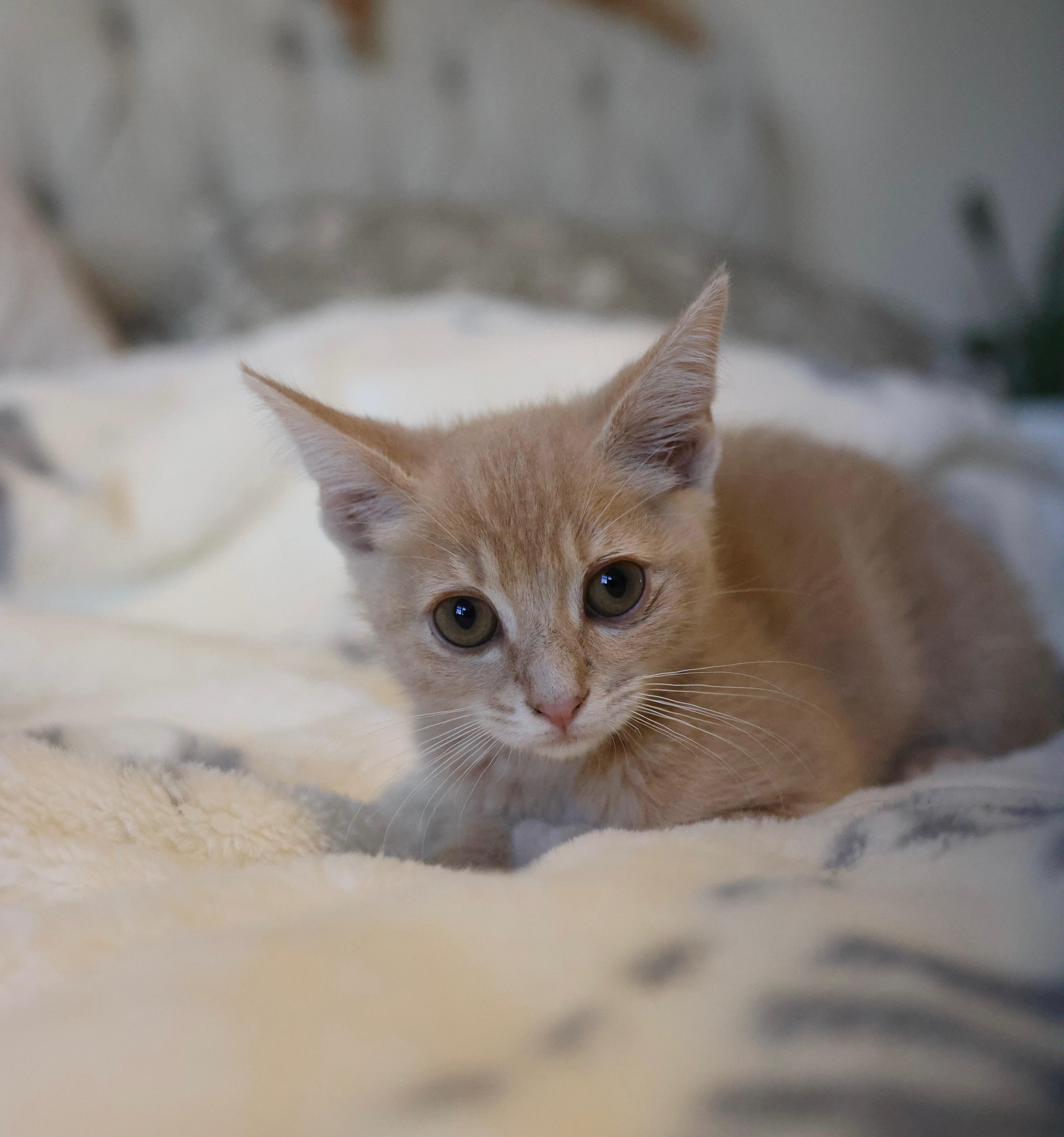 A baby small-sized male Domestic Short Hair cat named Julius for adoption in queen creek, AZ