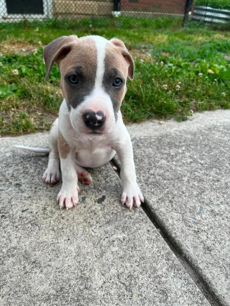 A baby medium-sized male Brown / Chocolate Pit Bull Terrier dog named Speak Nowm for adoption in Wenonah, NJ