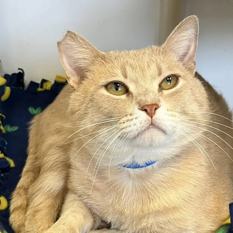 An adult large-sized male Buff / Tan / Fawn Domestic Short Hair cat named Bren for adoption in Hamburg, NY