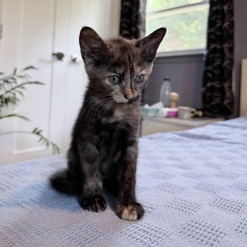 A baby small-sized female Tortoiseshell American Shorthair cat named Peppermint Patty for adoption in Brooklyn, NY