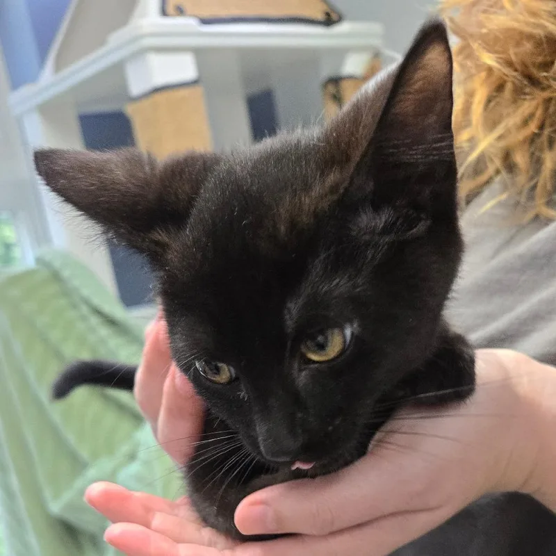 A baby small-sized female Black Domestic Short Hair cat named Muffy for adoption in Kennebunk, ME