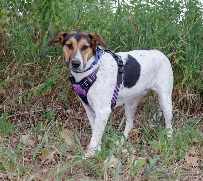 A baby medium-sized female Mixed Breed dog named Parsnip for adoption in Savage, MN