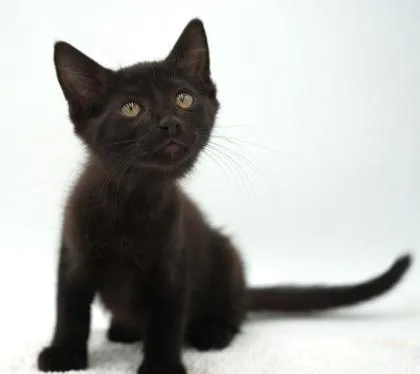 A young small-sized male Domestic Short Hair cat named Whirlpool for adoption in Bowling Green, KY