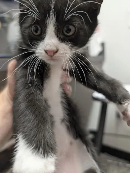 A baby small-sized male Domestic Short Hair cat named Julius Caeser for adoption in West Chester, PA