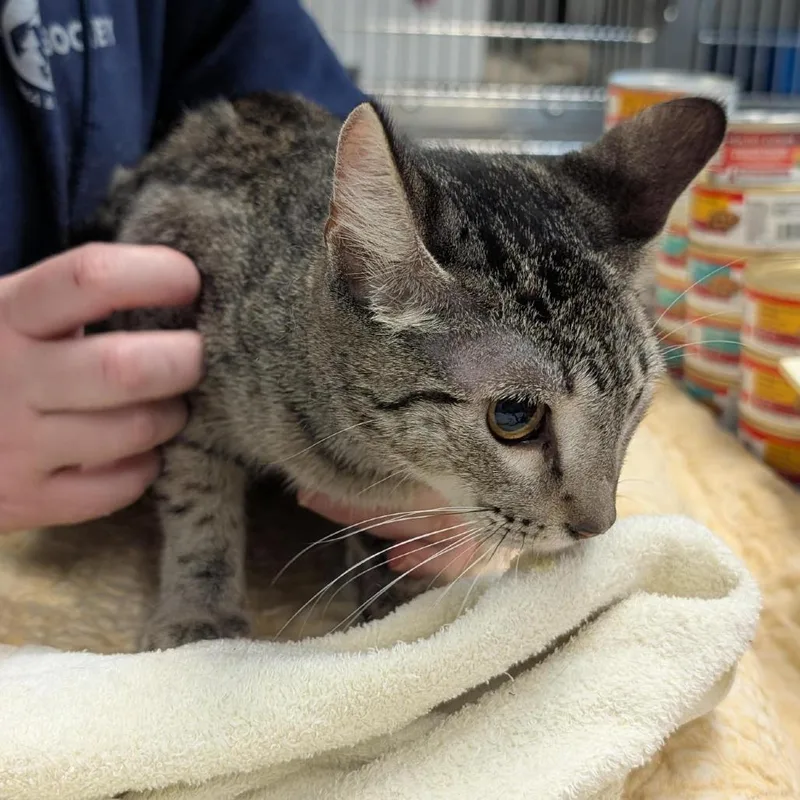 An adult medium-sized female Brown / Chocolate Domestic Short Hair cat named Alabama for adoption in Tacoma, WA