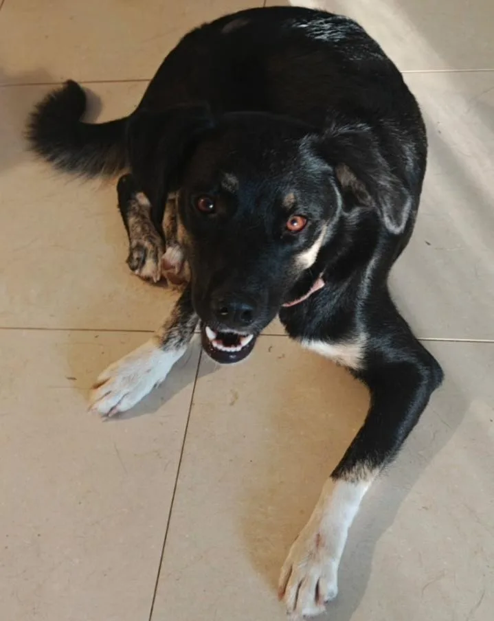 A young medium-sized female Bicolor Siberian Husky dog named Sadie for adoption in Houston, TX