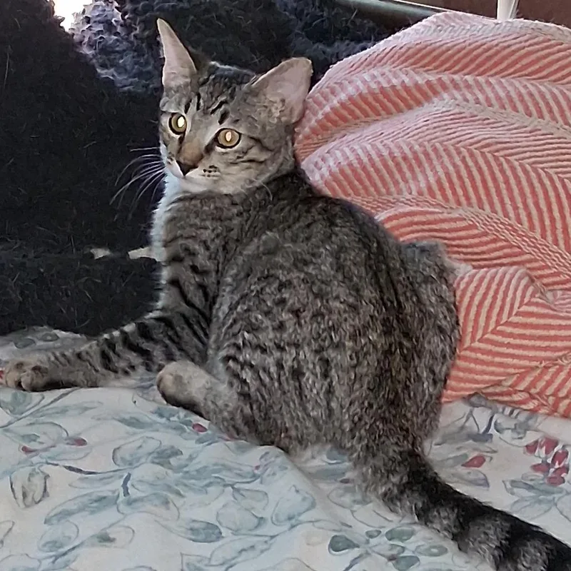 A baby small-sized male Brown / Chocolate Domestic Medium Hair cat named Flynn for adoption in Los Angeles, CA