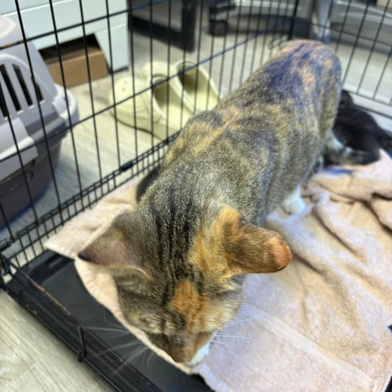 A young small-sized female Calico Domestic Short Hair cat named Butterscotch for adoption in Royse City, TX