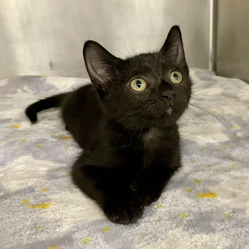A baby small-sized female Black Domestic Short Hair cat named Kansas for adoption in Beaumont, TX