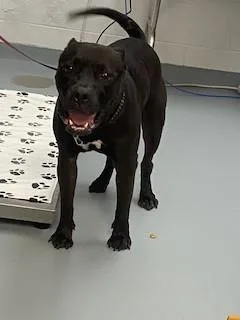 A young large-sized male Pit Bull Terrier dog named Sir for adoption in Saint Cloud, FL