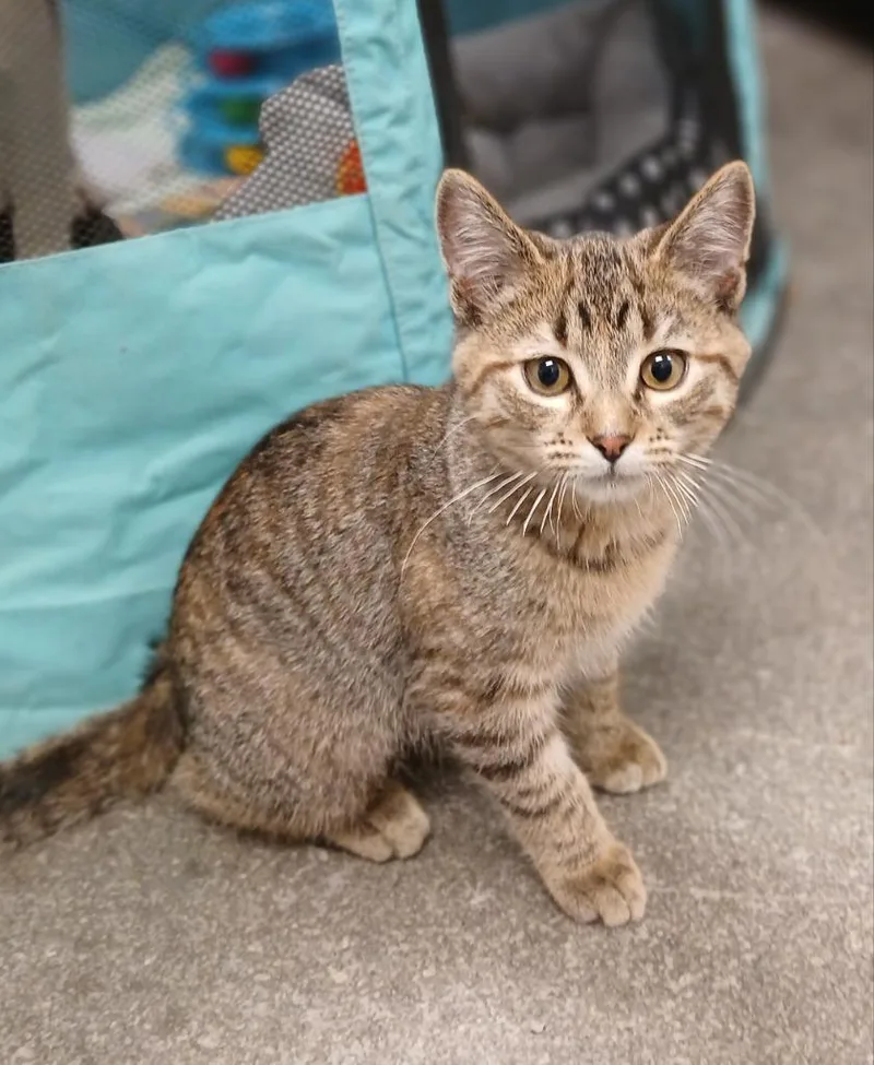 A baby small-sized female Domestic Short Hair cat named Shelly for adoption in Ladysmith, WI