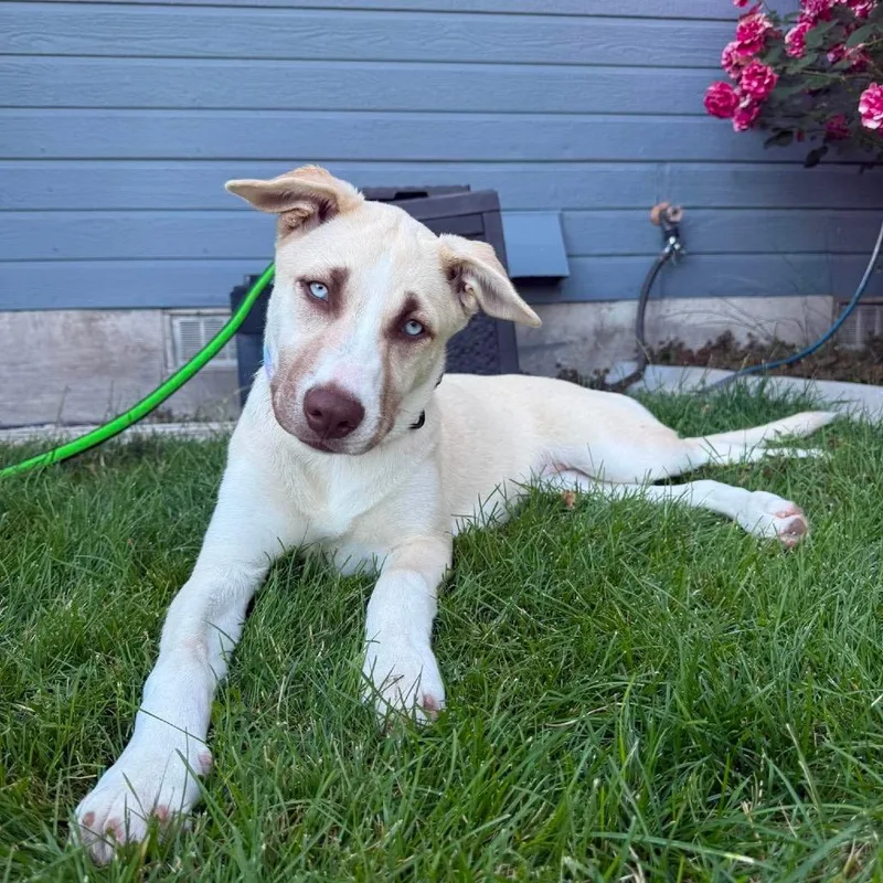 A baby medium-sized female Yellow / Tan / Blond / Fawn Husky dog named Gentry for adoption in Nampa, ID