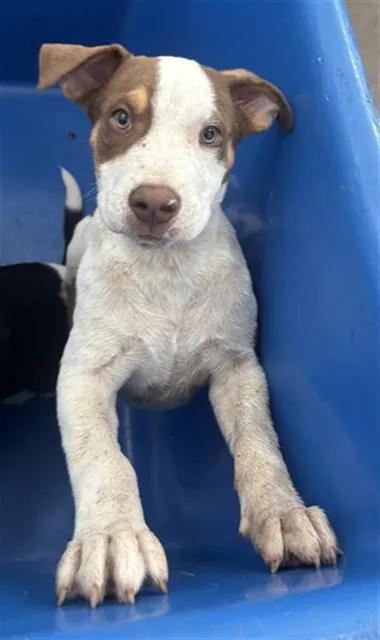 A young large-sized male Mixed Breed dog named River for adoption in Dallas, TX