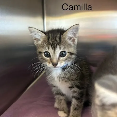 Camilla